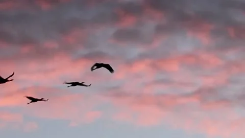 A flock cranes fly in the sky at sunrise - real time Stock Footage 137695600