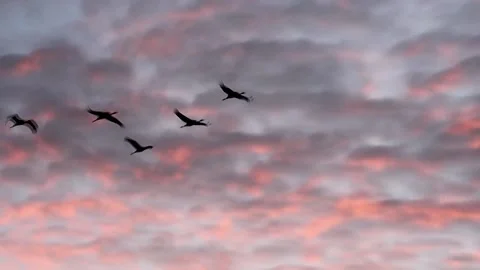 A flock cranes fly in the sky at sunrise - super slow motion Stock Footage 137696520