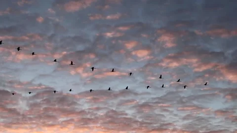 A flock cranes fly in the sky at sunrise - real time Stock Footage 137696680