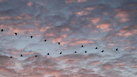 A flock cranes fly in the sky at sunrise - slow motion Stock Footage 137697188