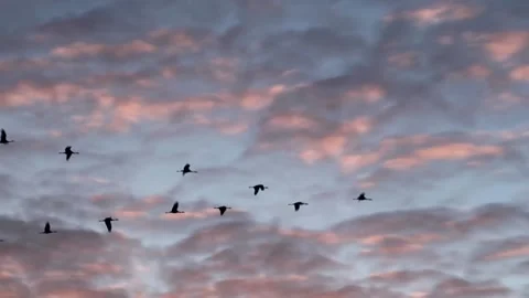 A flock cranes fly in the sky at sunrise - super slow motion Stock Footage 137697469