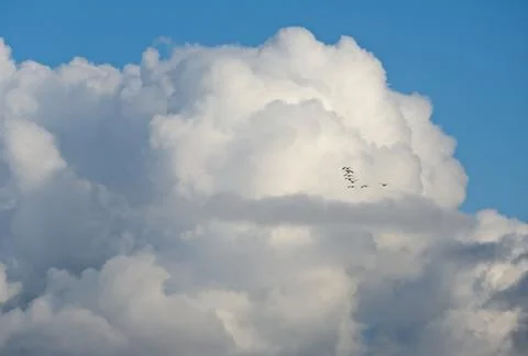A flock of cranes flying in clouds Stock Photos