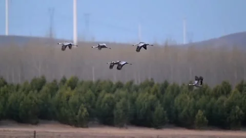 A flock of cranes flying over a forest landscape with wind turbines Stock Footage 334824274