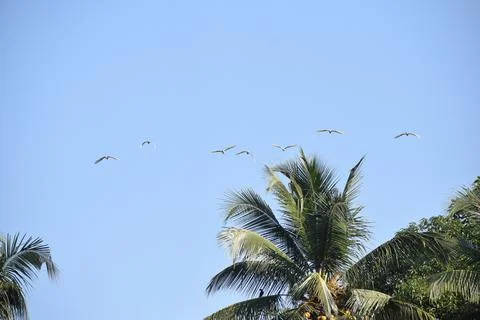 Flock of cranes flying in the sky Stock Photos