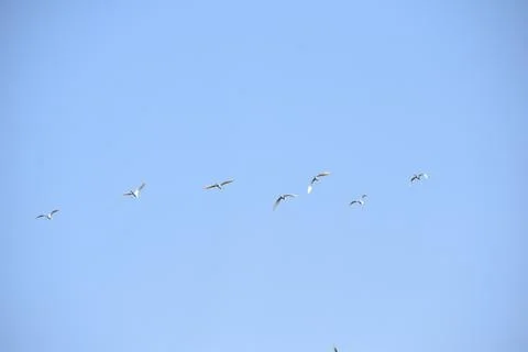 Flock of cranes flying in the sky Stock Photos