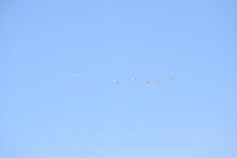 Flock of cranes flying in the sky Stock Photos