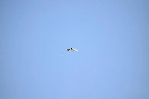 Flock of cranes flying in the sky Stock Photos