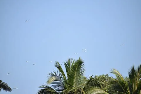 Flock of cranes flying in the sky Stock Photos