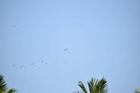 Flock of cranes flying in the sky Stock Photos