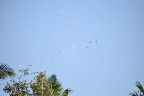 Flock of cranes flying in the sky Foto stock