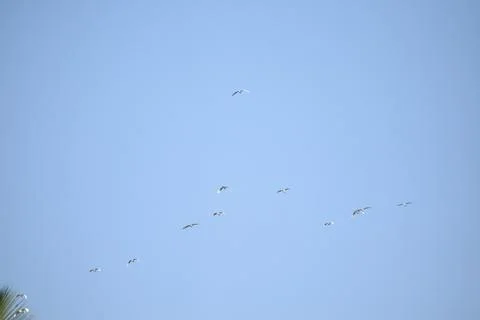 Flock of cranes flying in the sky Stock Photos