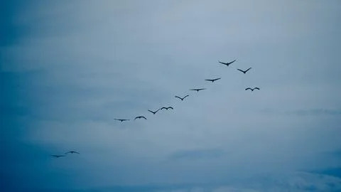 A flock of cranes flying in a V-formation against a dark blue sky. A landsc.. Stock Photos