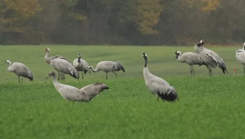 A flock of cranes Stock Footage 8948192