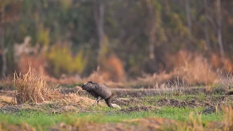 Flock of Cranes Foraging in Grassland Field During Golden Hour Sunset Видео 330621335