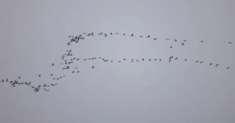 A flock of cranes high up, 4K slomo Stock Footage 168323733