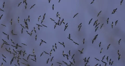 A flock of cranes high up, 4K slomo Stock Footage 237480999