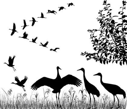 Flock of cranes Illustrazione stock