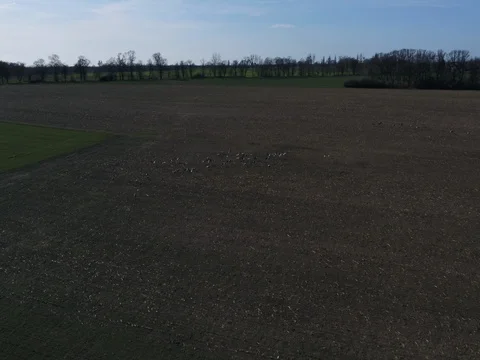 A flock of cranes in the in the landscape at a afternoon in spring, aerial. Video stock 80417133