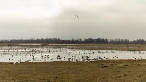 A flock of cranes Stockfoto's