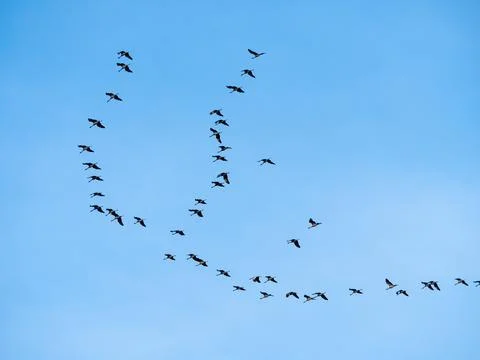 Flock of cranes Stock Photos