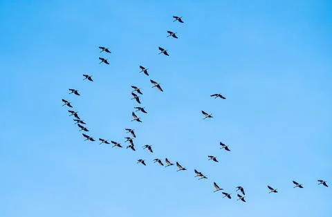 Flock of cranes Stock Photos