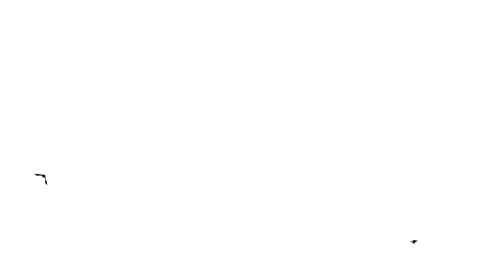 Flock of crow birds flying on white background Stock Footage 329053531