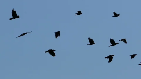 Flock of Crow Birds Video stock 105744073