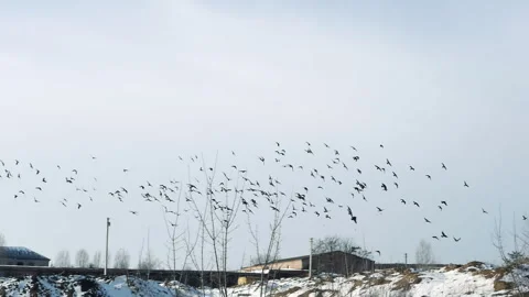 Flock of crow birds, many crows flying in the sky, migratory birds, pigeons Stock Footage 263672815