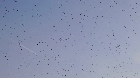 Flock of crow birds in the sky at sunset. Stock Footage 142668232
