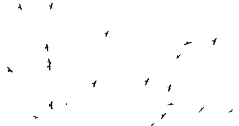 Flock of the crow over the head at top. White background Stock Footage 86792005