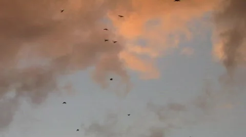 Flock of Crows in autumn Stock Footage 828927