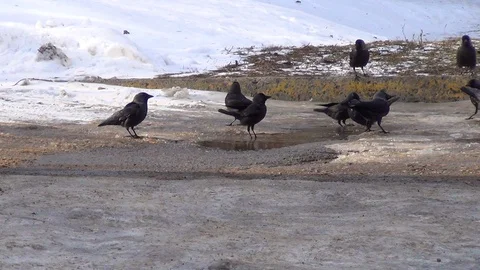 A flock of crows bathes in a puddle in winter Stock Footage 125504410