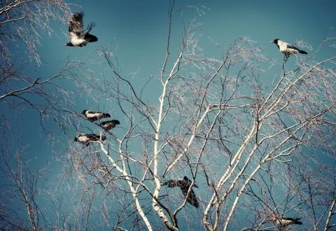 A flock of crows on a birch tree on a clear spring day Foto stock