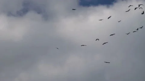 A flock of crows birds fly in the sky against the background of clouds Stock Footage 197067258