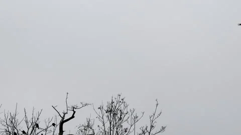 Flock of crows birds flying over leafless trees in misty sky. Stock Footage 322651182