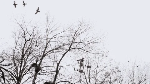 Flock of Crows Birds Silhouette On a Tree During Winter 스톡 동영상 99659803