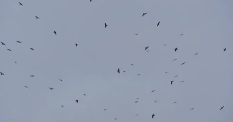 A Flock Of Crows Black Birds Fly In The Sky Cloudy Autumn Day Grey Sky Outdoors Stock Footage 56961200