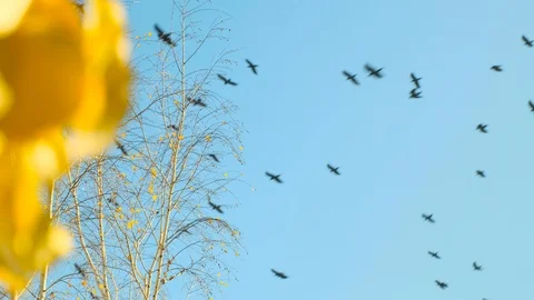 A flock of crows in the blue sky. Flying birds on the background of birch Stock Footage 98416691