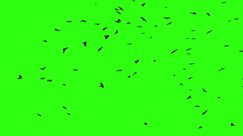 a flock of crows circling green screen | Stock Video | Pond5