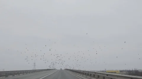 A flock of crows circling the road against a cloudy gray sky Stock Footage 91395433