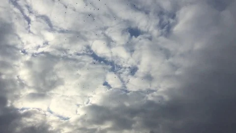  A flock of crows circling in the sky Stock Footage 103343677