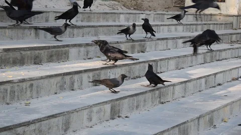 A flock of crows eating in ground Stock Footage 120622613