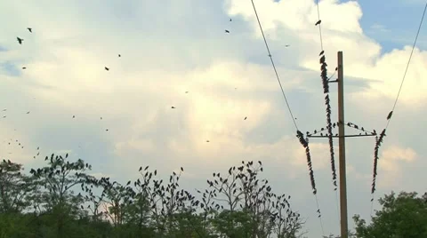 Flock of Crows on a Electricity Pylon Stockbeeldmateriaal 7737618