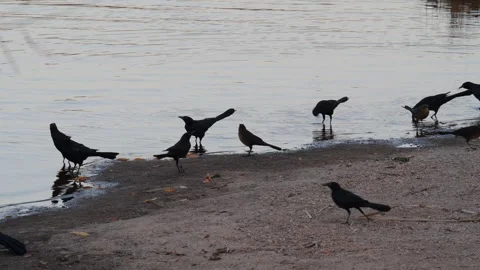 A flock of crows feeding on the shore of a lake Stock Footage 143469576