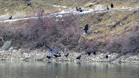 Flock of crows feeding on suckers winter-killed from hypoxia, 4k Stock-Footage 270335839