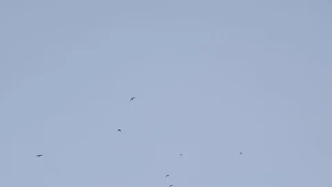A flock of crows flies against a blue sky Stock Footage 86565263