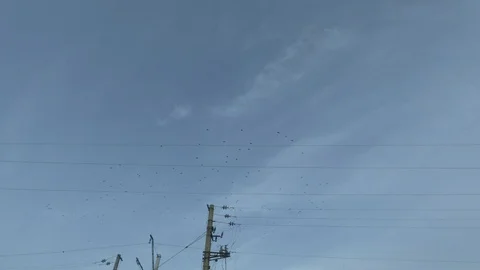 A flock of crows flies high against the blue evening sky Stock Footage 125609176