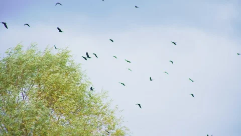 Flock of crows flies over green tree in blue sky with clouds Video stock 127756692