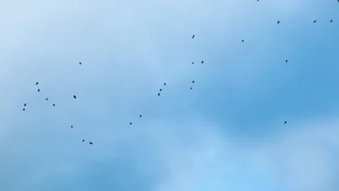 A flock of crows flies in the sky with a slight cloud cover. Video stock 234320056