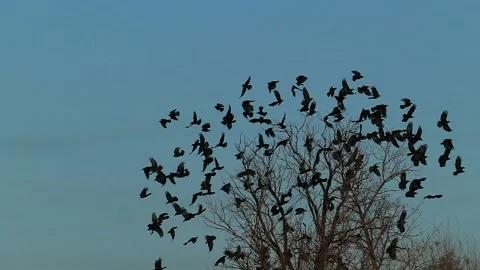 A flock of crows flies from the treetops into the blue sky, slow motion. Stock Footage 171466898